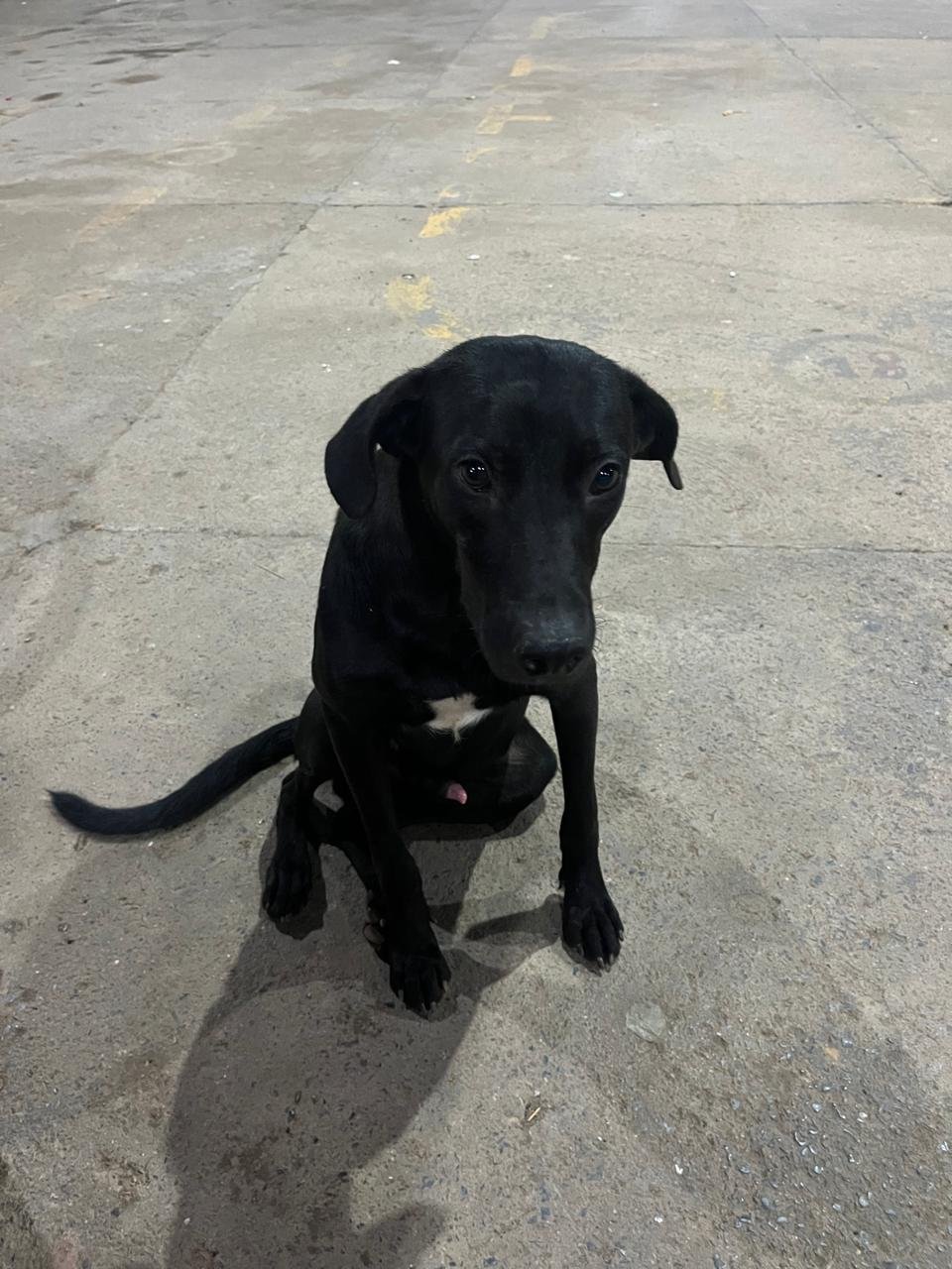 Foto de Feijão
